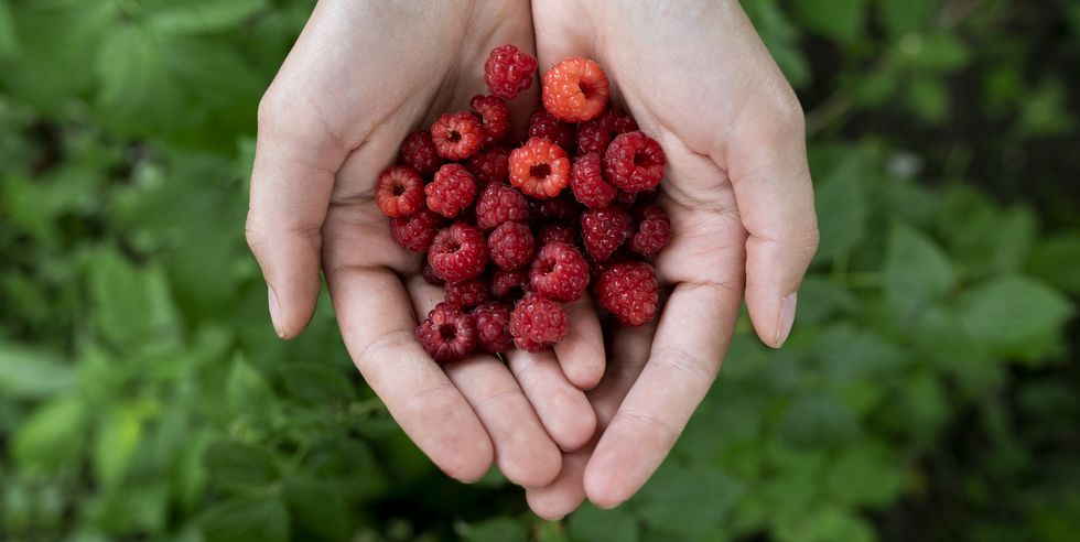 woman's cupped hands holding raspberries