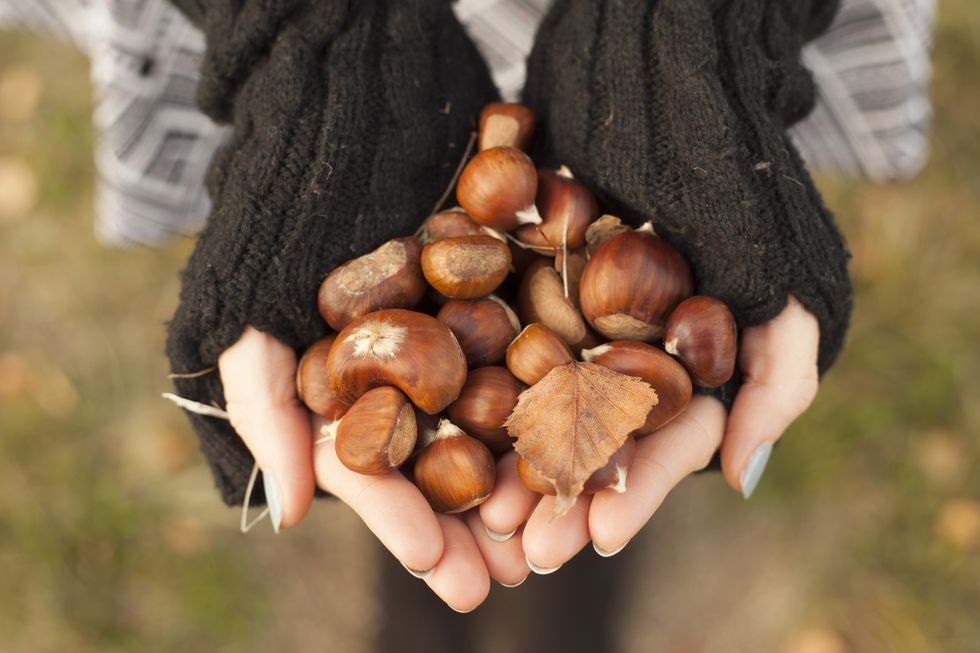 woman's hands holding chestnuts, closeup