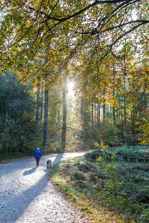 old lady walking on a beech forest with her dog, black forest, baden württemberg, germany