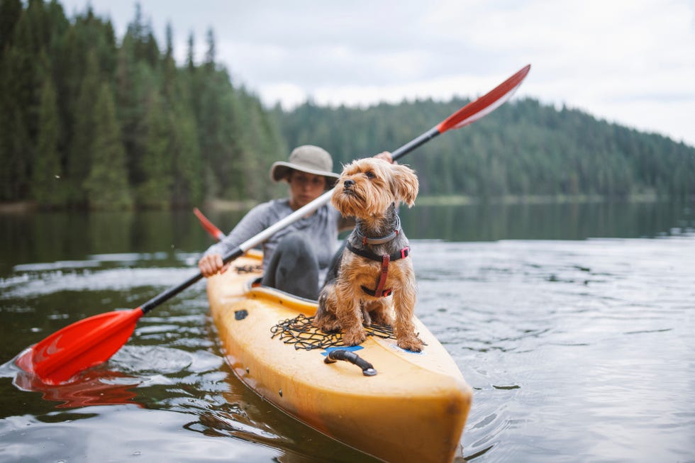 woman paddling in kayak with her small dog lake mountains