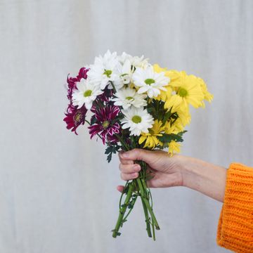 women's hands hold a bouquet of spring flowers chrysanthemums in white, yellow and red