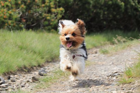 wonderful biewer terrier in run position with tongue out and smile on his face pure joy of movement tiny devil show us his speed and ability power outdoor activities race between dogs cute puppy
