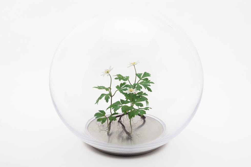 'wood anemone' sculpture made beewax paraffin, by annette townsend, ruup  form gallery