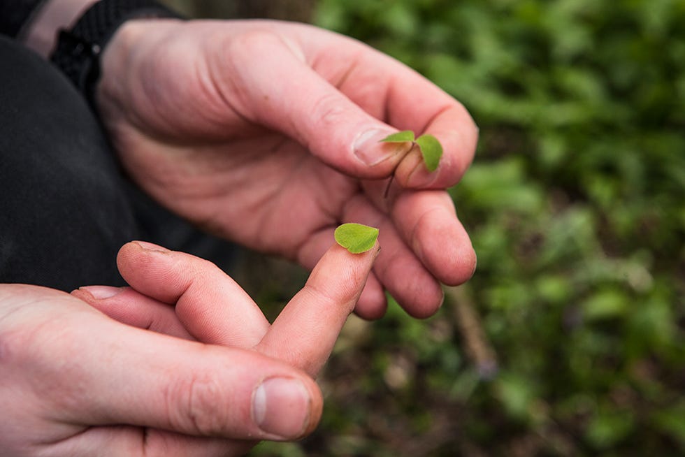 Finger, Hand, Nail, Thumb, Plant, Grass, Soil, Adaptation, Gesture, 
