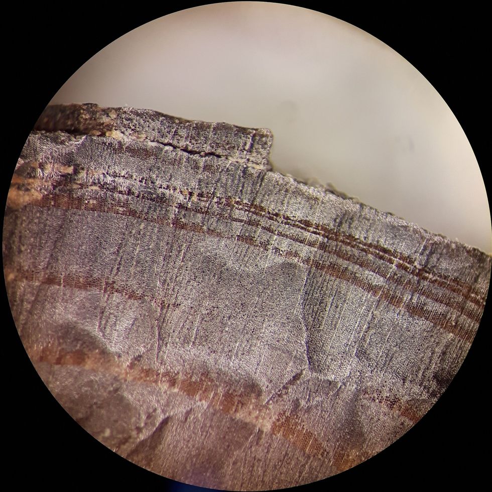 Een afbeelding van een houtfragment uit LAnse aux Meadows onder de microscoop Onderzoekers bepaalden aan de hand van koolstofdatering van jaarringen welke daarvan werd gevormd tijdens de zonnestorm in het jaar 993
