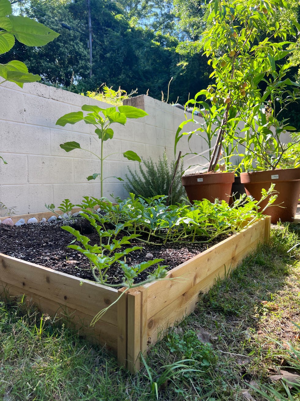 anna logan's wooden raised garden bed with plants in it