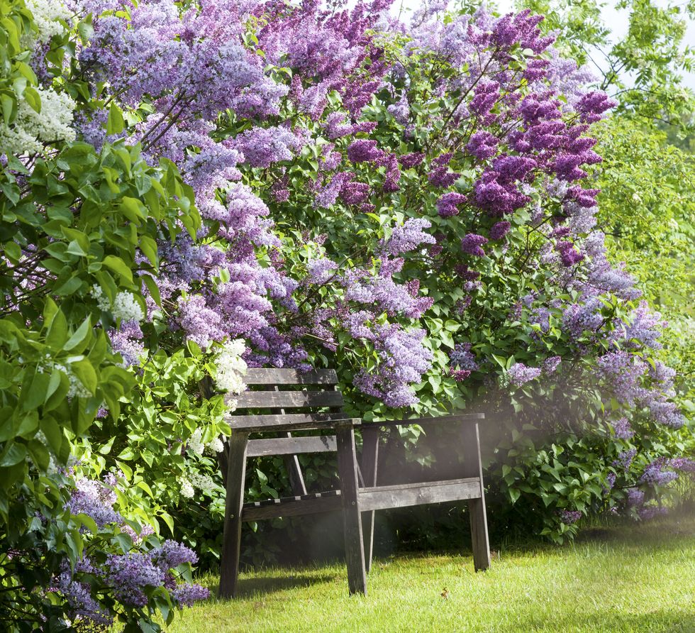 wooden bench near flowering lilacs