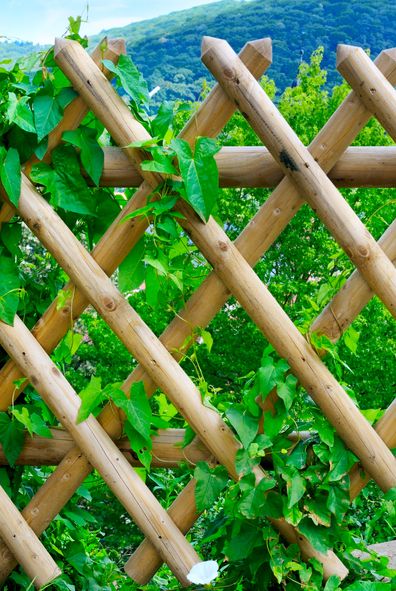 wooden fence and green plants