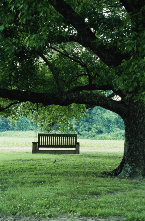 wooden swing hanging from tree