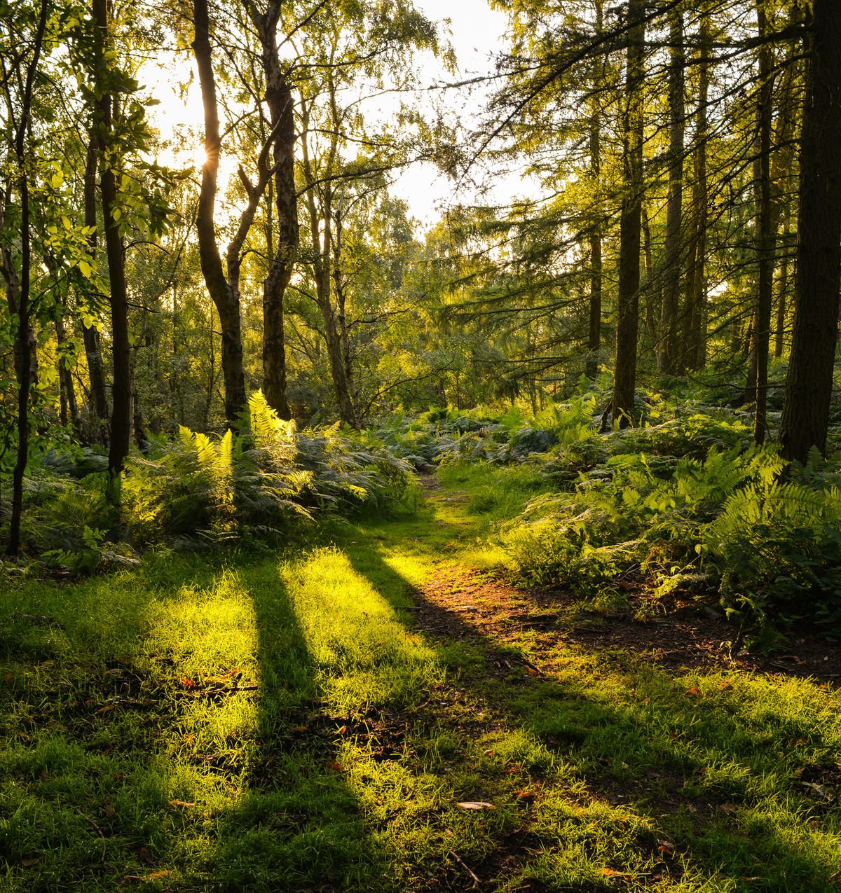 why property with woodland is attracting a premium