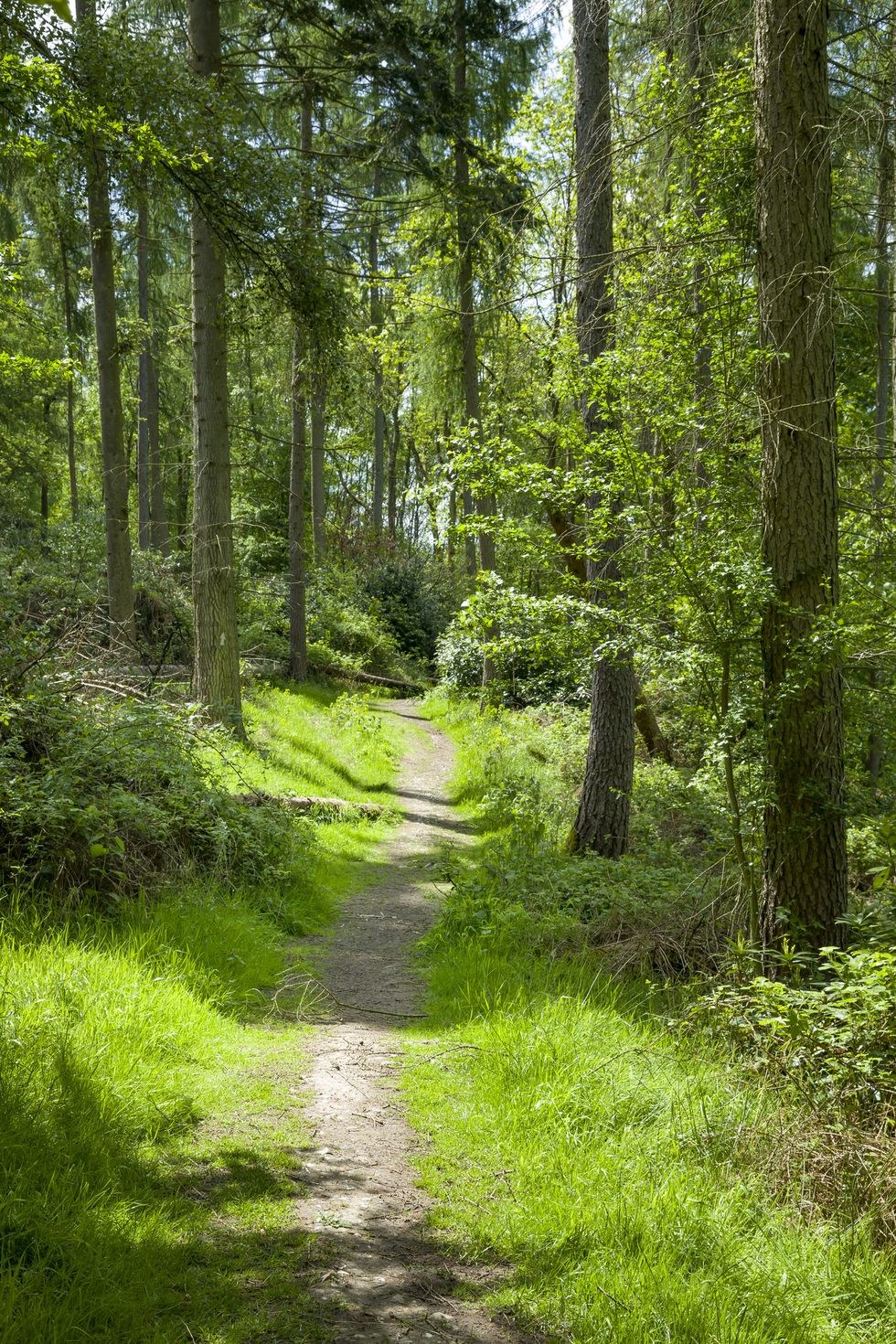 woodland trail in chilterns, uk