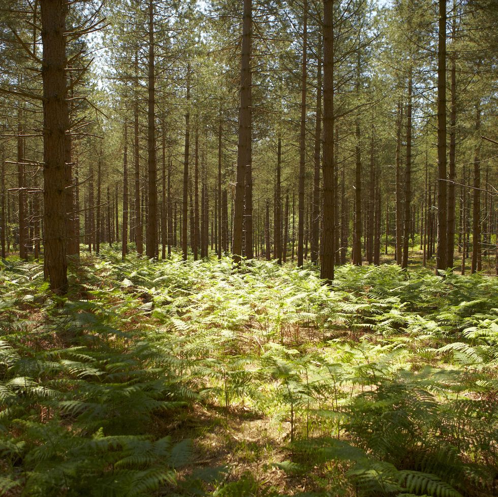 new forest, forest, woods, pines