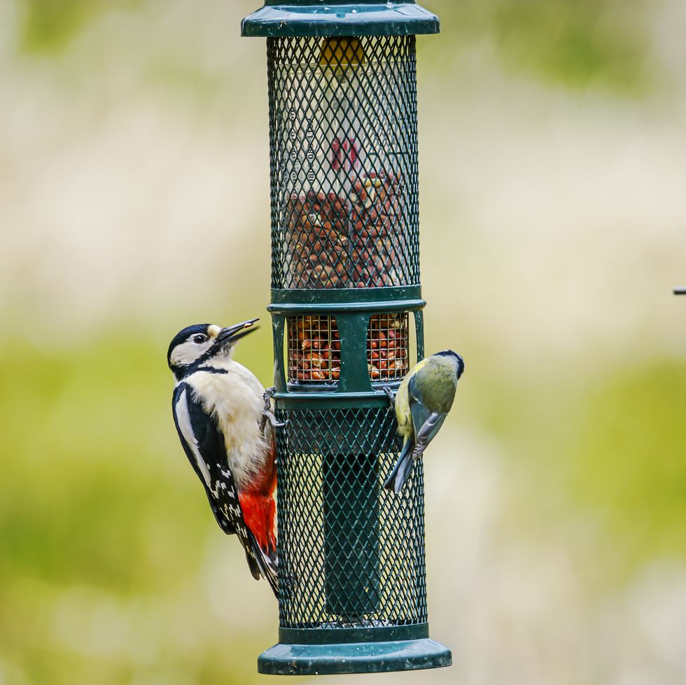 greater spotted woodpecker on a bird feeder