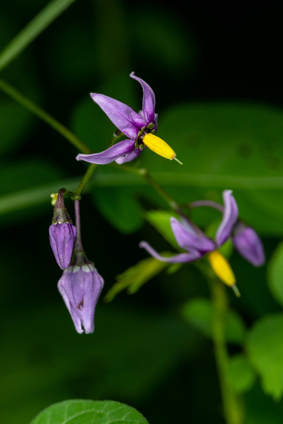 12 Toxic Plants You Should NEVER Have in Your House or Yard