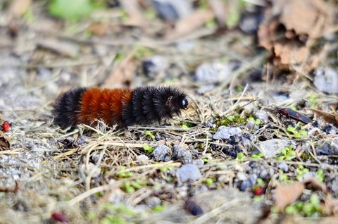 woolly bear caterpillar on the move in ontario, canada