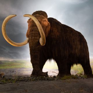 woolly mammoth from royal victoria museum, victoria, british columbia, canada, 2018