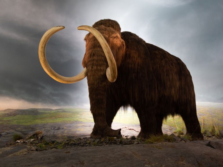 Imágenes con animales - Página 4 Woolly-mammoth-model-royal-bc-museum-in-victoria-1675452512.jpeg?crop=0.891xw:1.00xh;0