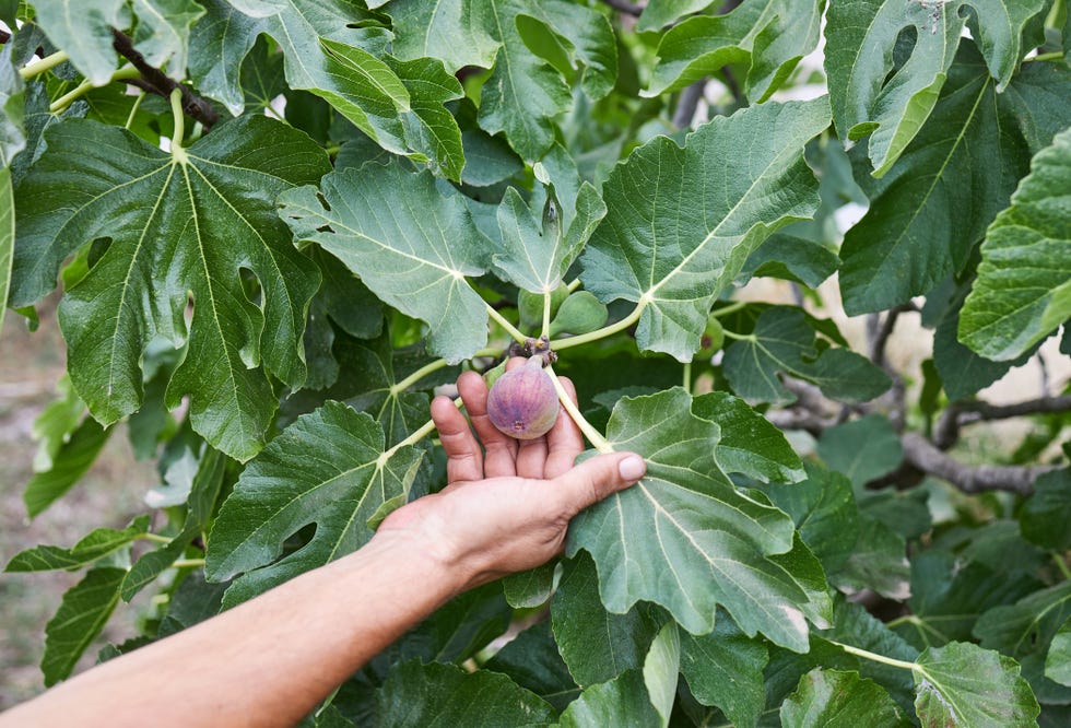 worker harvesting figs in his organic garden