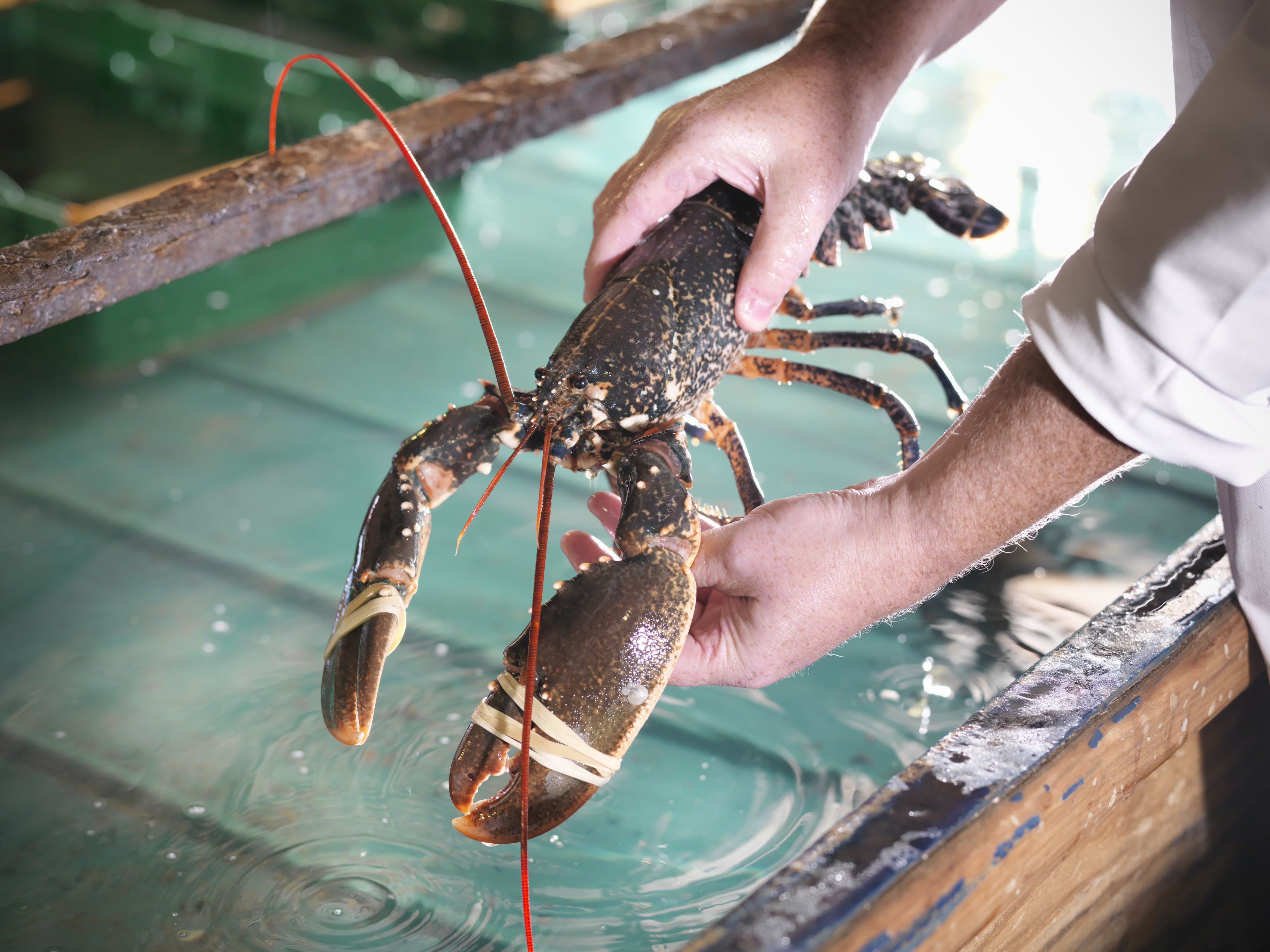 Lobster Holding Tank