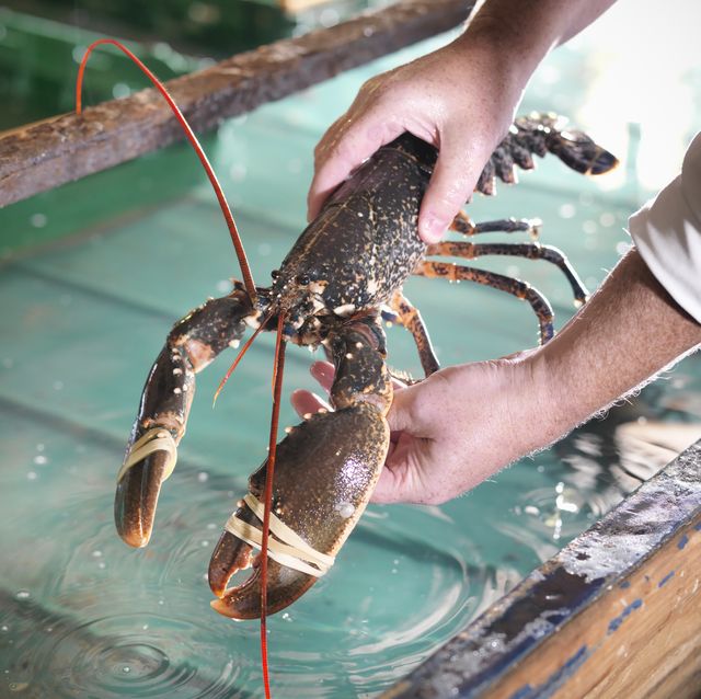 Worker holding lobster in plant