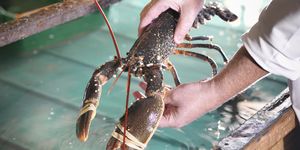 Worker holding lobster in plant