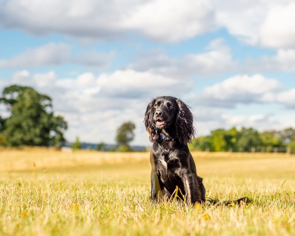 cocker spaniel dog