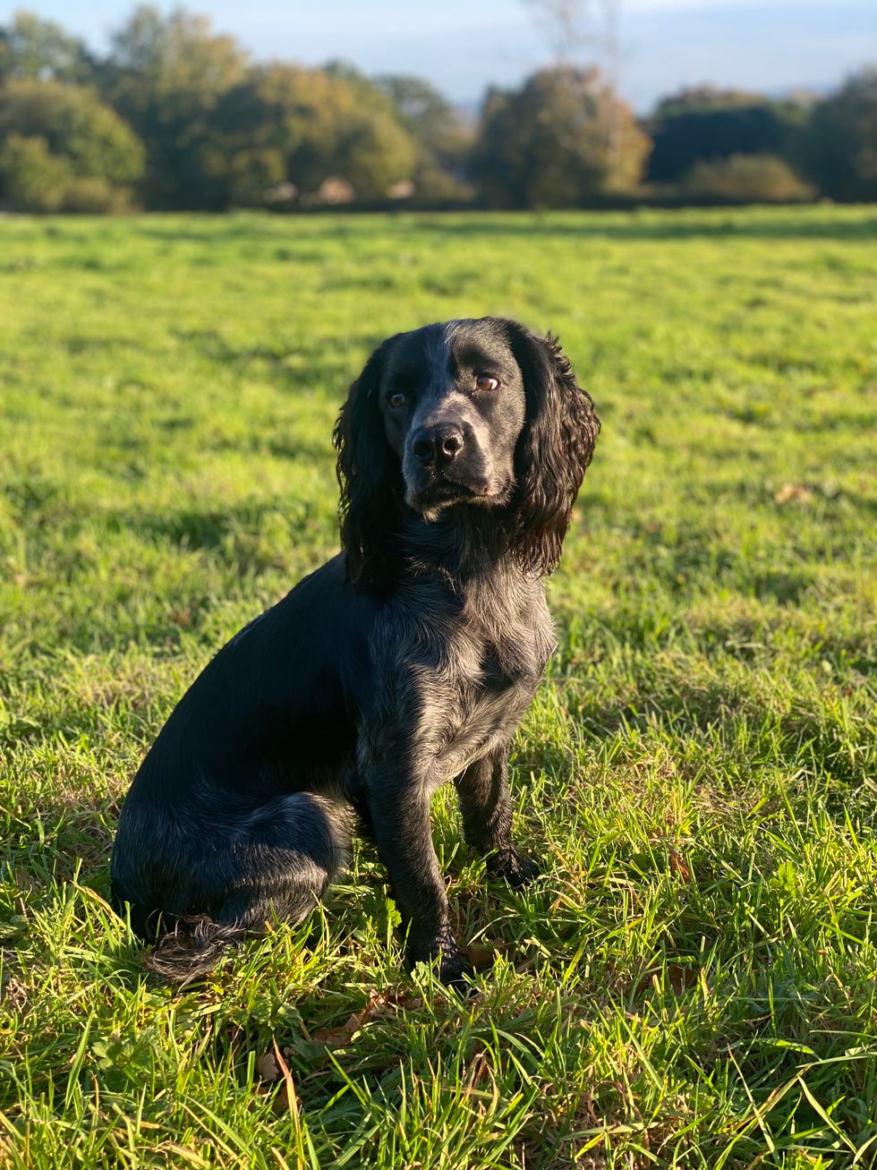 5 Vital Things To Consider Before Getting A Working Dog