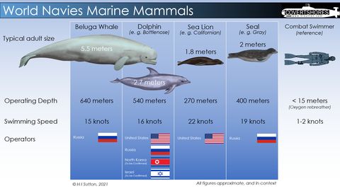 marine mammal dolphin seal sea lion navy