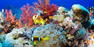 world oceans day