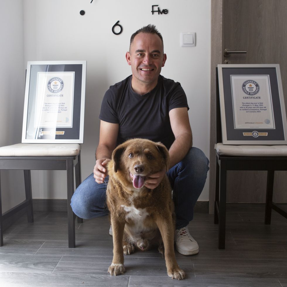 leiria, portugal july 2 leonel costa, owner, and 31 year old dog bobi pose with guinness world record certificates in leiria, portugal on july 2, 2023 bobi holds the guinness world record for the oldest living dog and has never been chained or leashed and has always enjoyed free roaming in the forests and farmland surrounding his owners house photo by luis bozaanadolu agency via getty images
