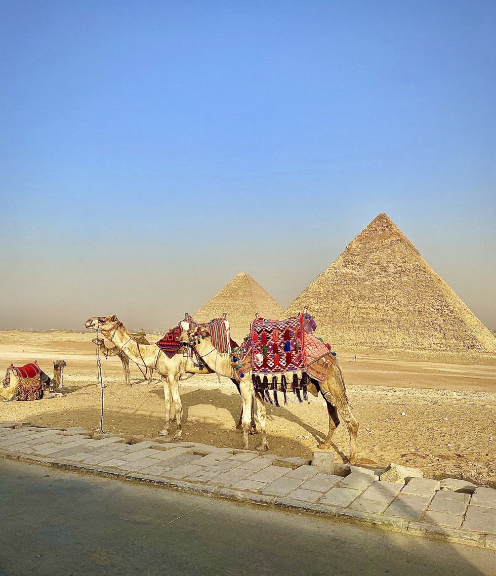 camels with colorful blankets draped over them with the great pyramids of giza in the background