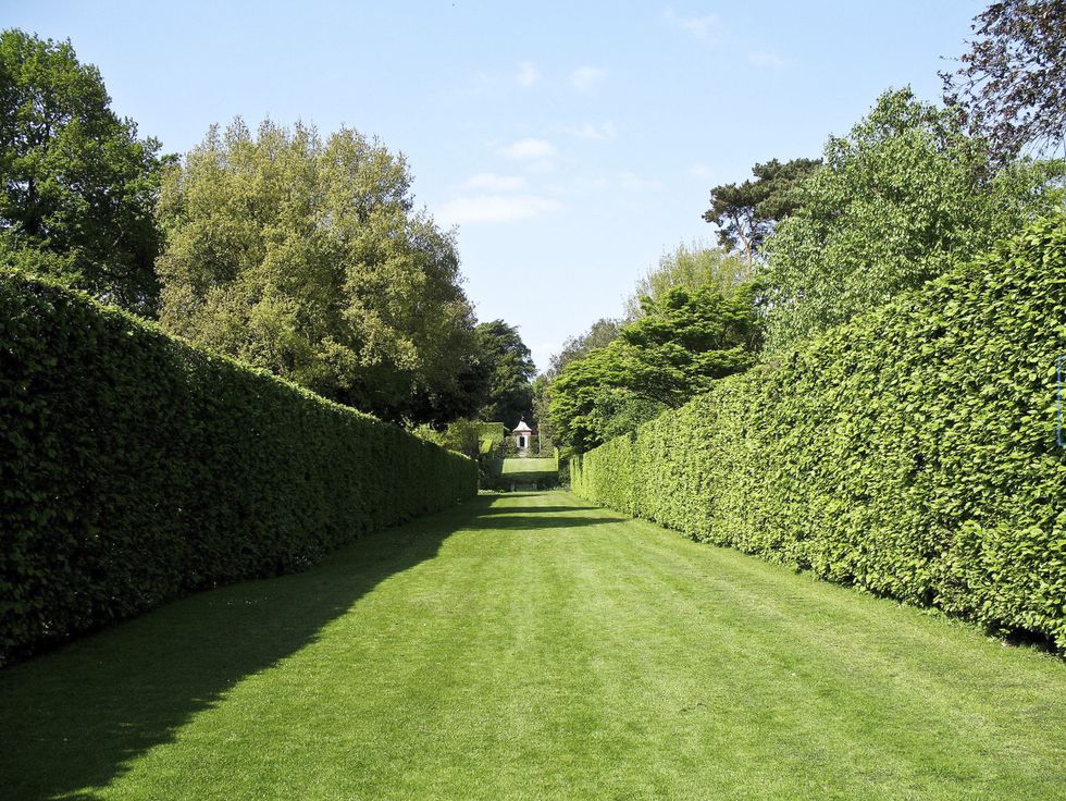 a verdant green garden path framed by tall shrubs