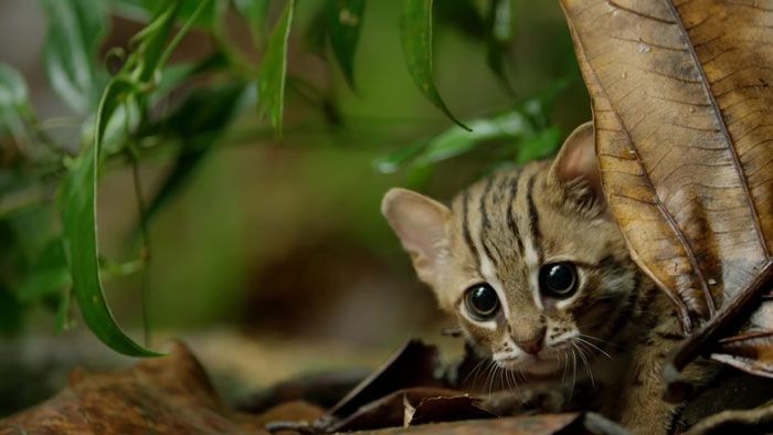 Cat, Mammal, Vertebrate, Small to medium-sized cats, Felidae, Carnivore, Whiskers, Wild cat, Bengal, Wildlife, 