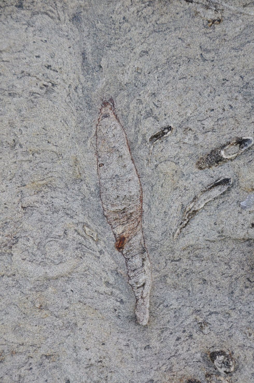 De bovenkant van dit gefossiliseerde hol dat op Taiwan werd ontdekt is ingestort in de vorm van een waaier wat sterk doet denken aan holen van de moderne borstelworm Eunice aphroditois de bobbittworm