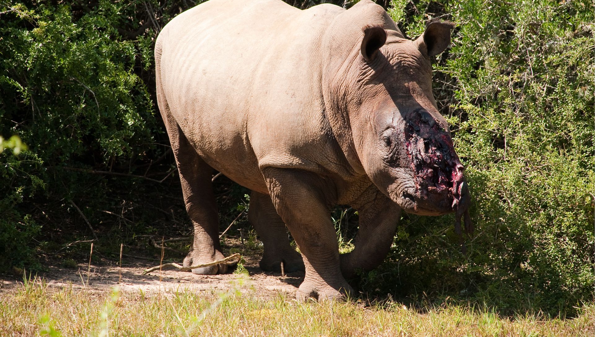 Rhinos poached in Eastern Cape