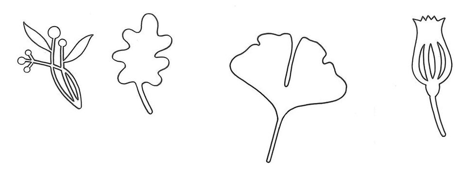 Leaf, Line art, Line, Plant, Tree, Black-and-white, Herbaceous plant, Coloring book, 