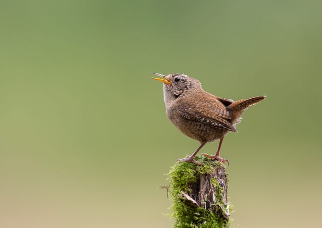 25 British Birds You Can Find In Your Garden This Spring