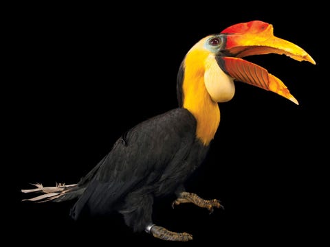Maleise jaarvogel Rhabdotorrhinus corrugatus bedreigd