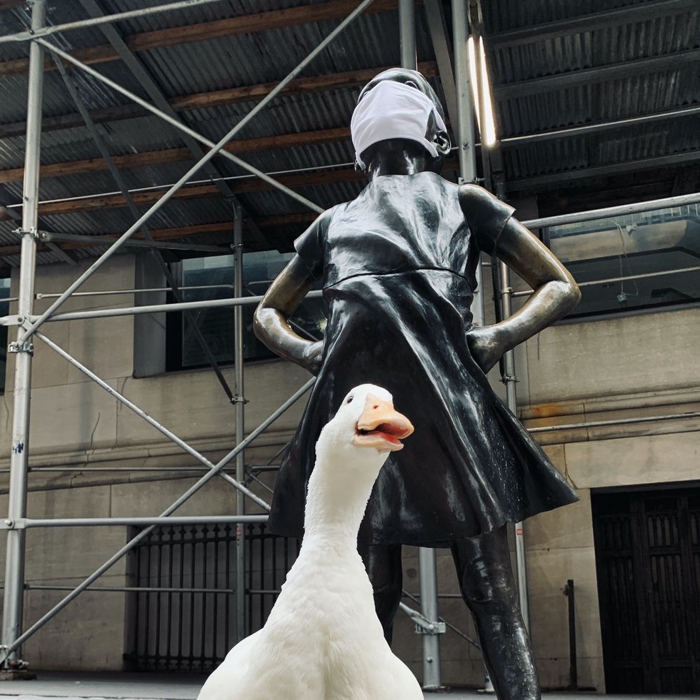 wrinkle the duck new york city marathon