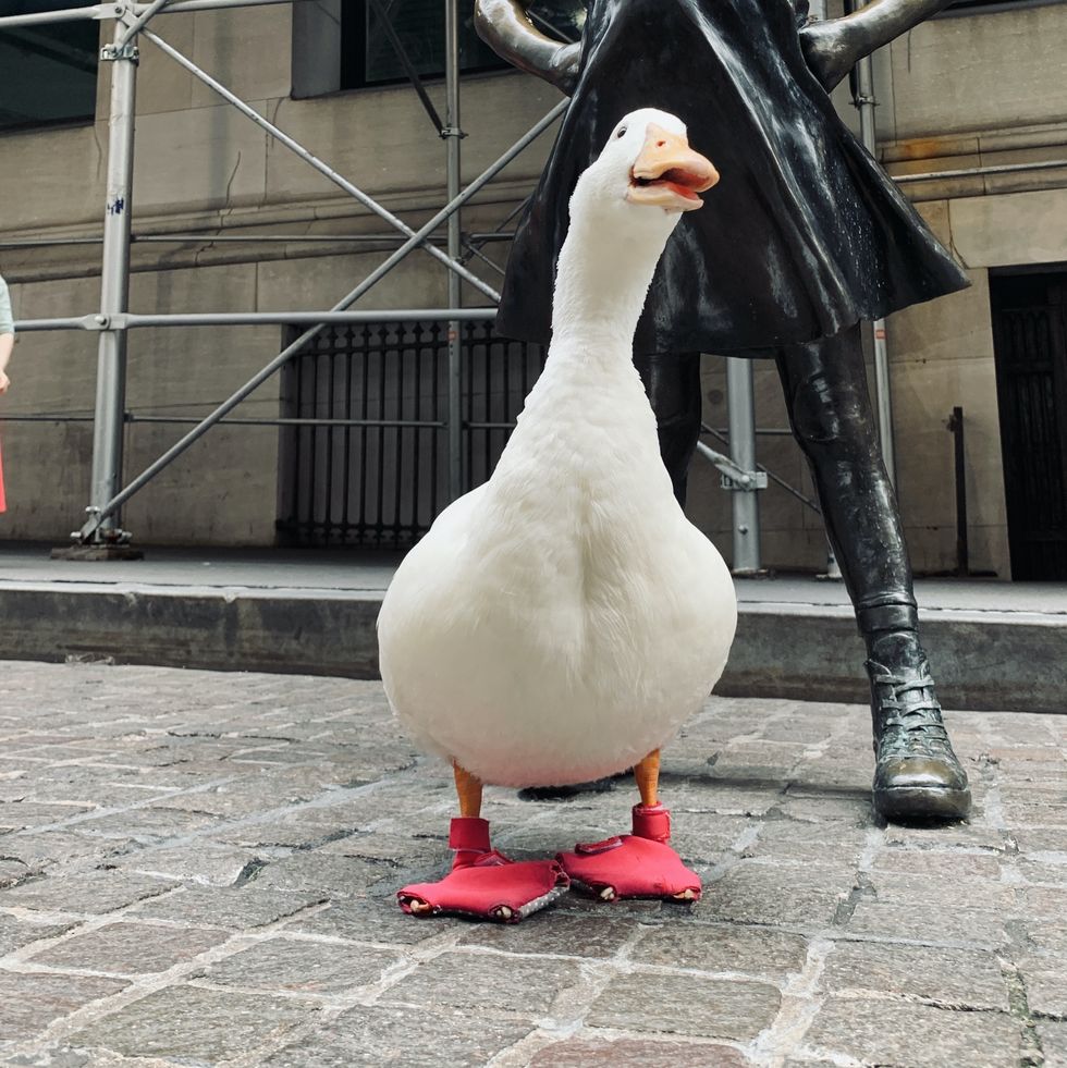 wrinkle the duck new york city marathon