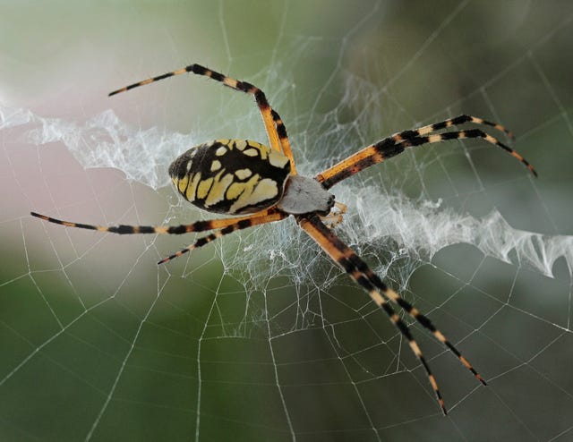 Spider Season in Australia. Two Words I Never in my Life Thought