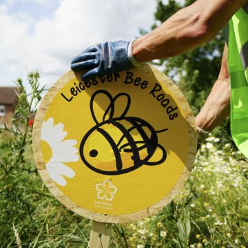 wwf bee roads in leicester