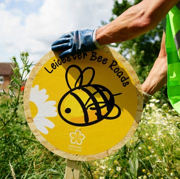 WWF Bee Roads in Leicester wwf bee roads in leicester