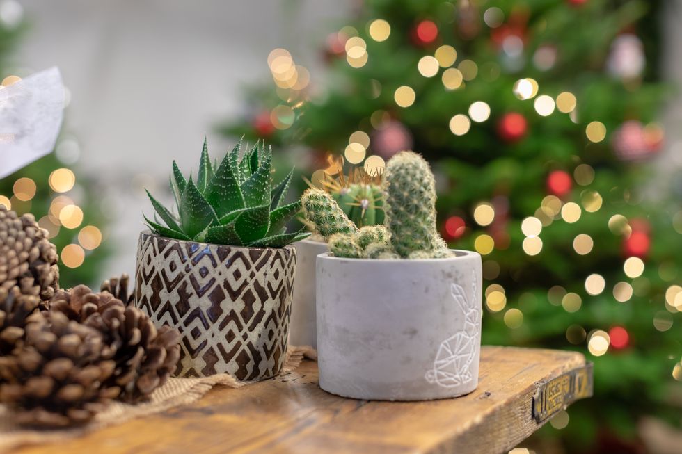 Christmas cacti, Wyevale Garden Centres