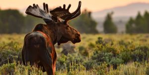 large bull moose in jackson hole wyoming usa