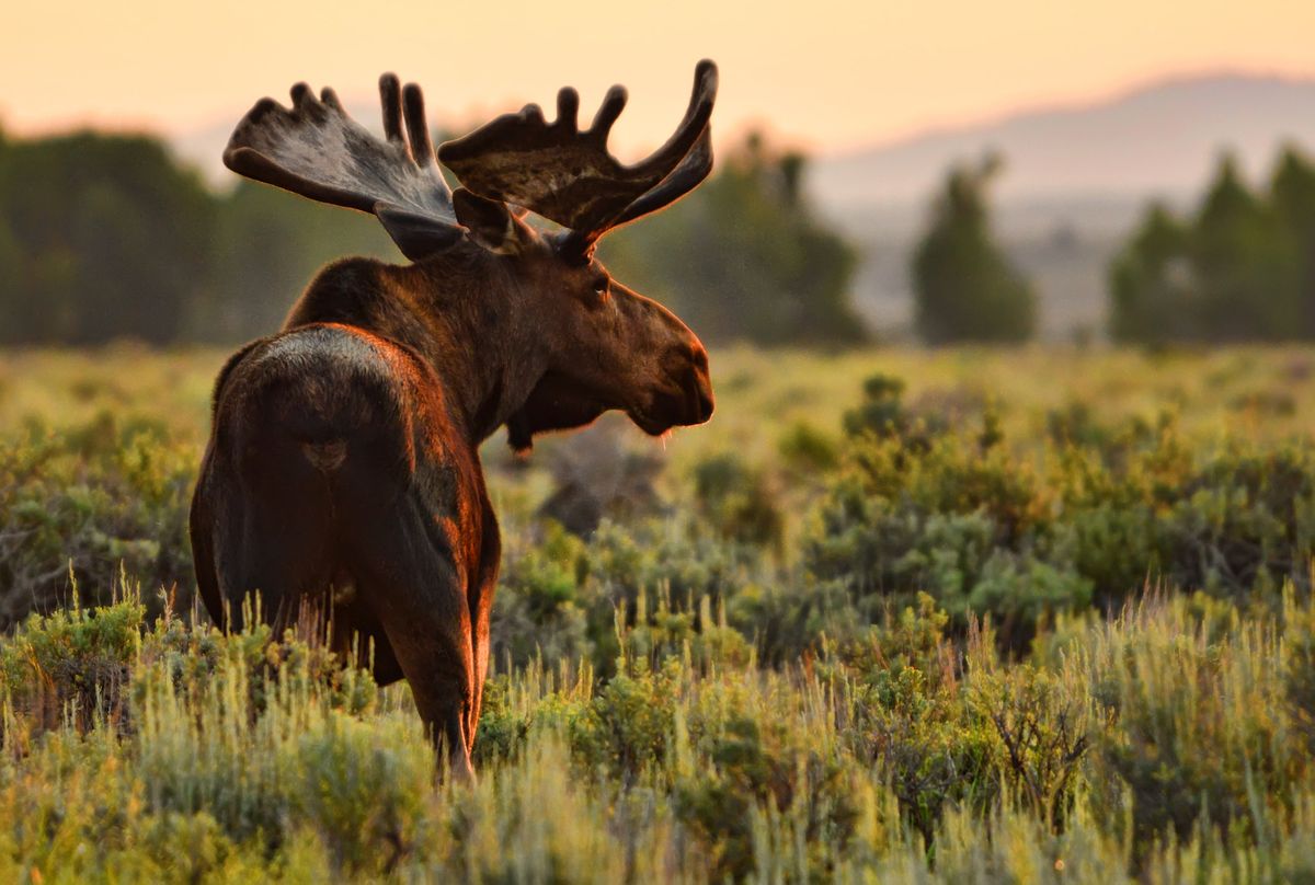 large bull moose in jackson hole wyoming usa