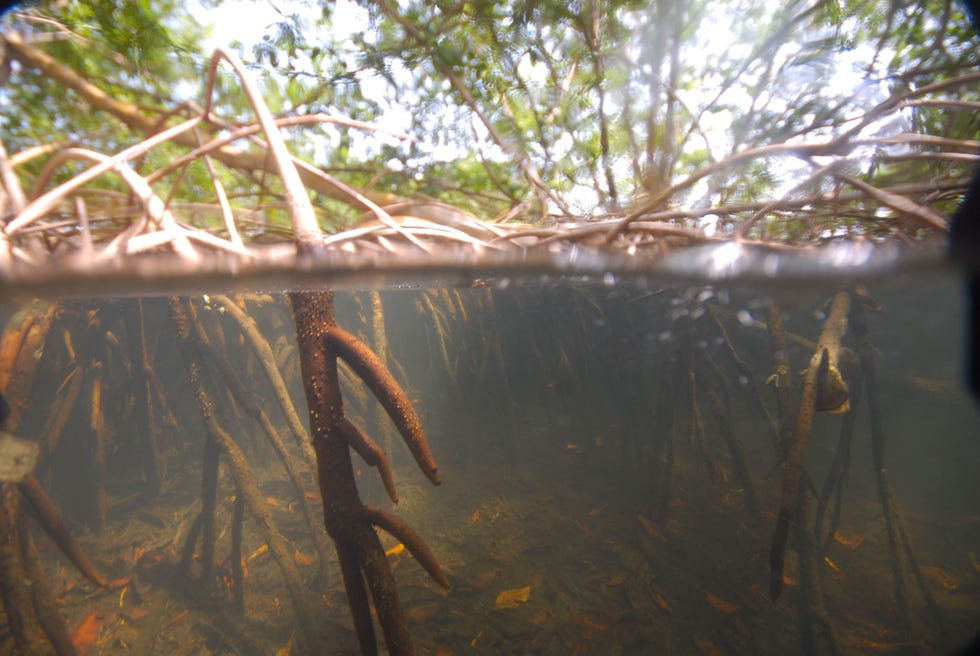 Fotos die onder en boven water zijn gemaakt tonen de plekken waar in april en mei 2022 monsters van de bacterie werden genomen in in een mangrovebos op het FransAntilliaanse eiland Guadeloupe
