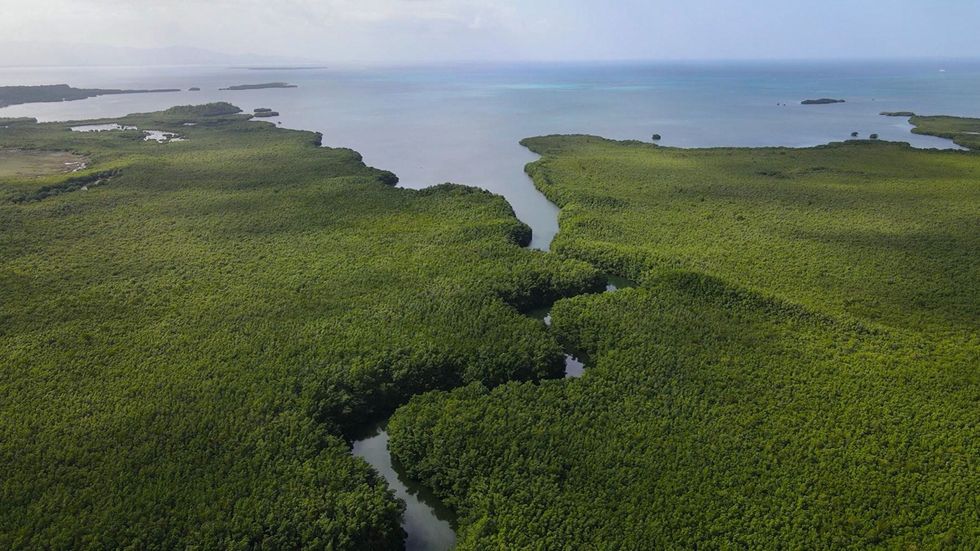 Op deze luchtfotos uit april en mei 2022 is het mangrovebos op het FransAntilliaanse eiland Guadeloupe te zien waar de reuzenbacterie werd ontdekt