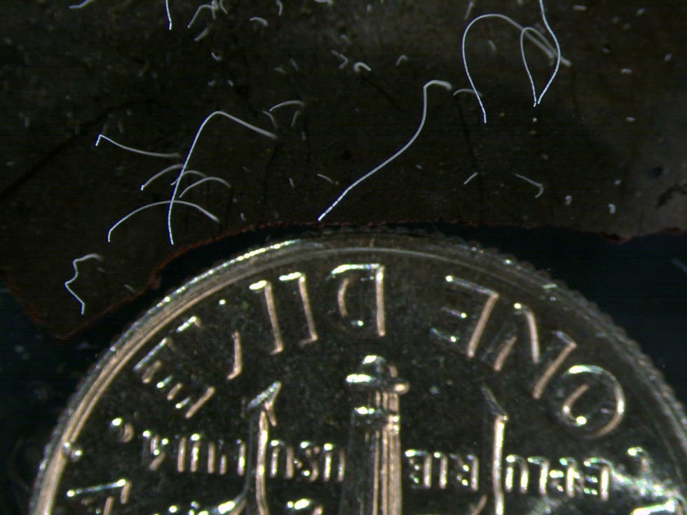 Thiomargarita magnifica naast een Amerikaans muntje van tien cent dime