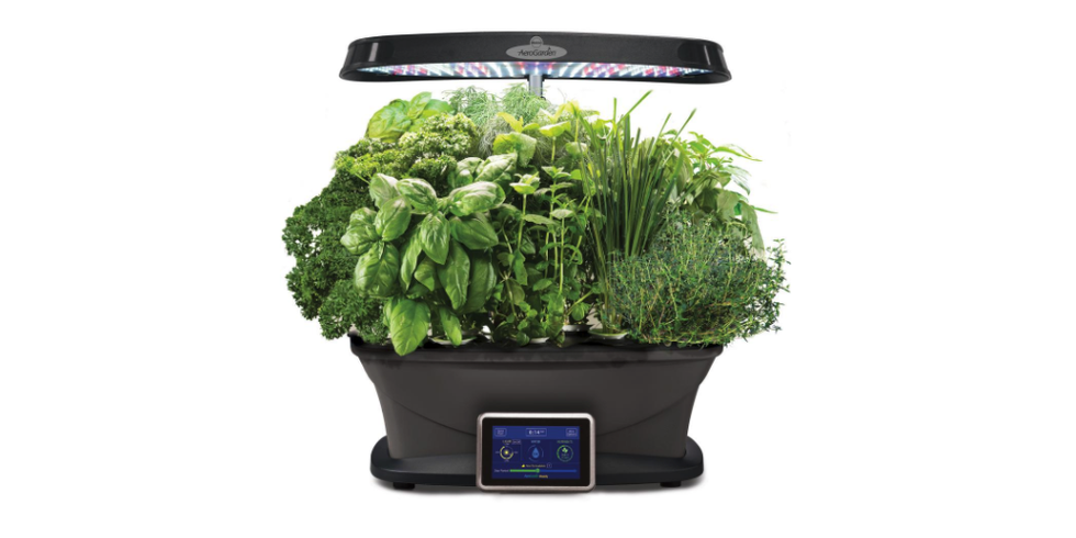 Flowerpot, Plant, Aquarium decor, Herb, Grass, Houseplant, Flower, Soil, Vegetable, Annual plant, 